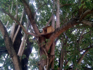 Owl box