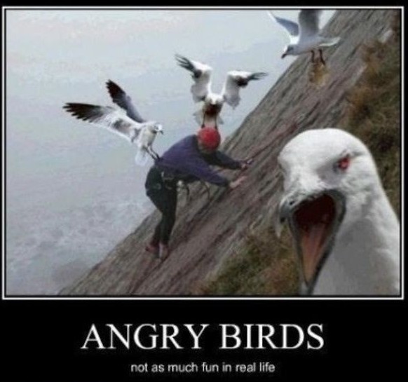 Angry Birds