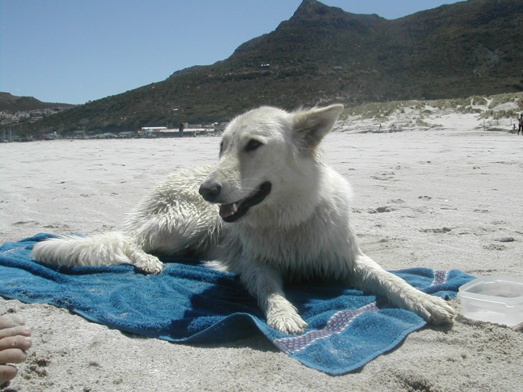 Chloe on Hout Bay beach