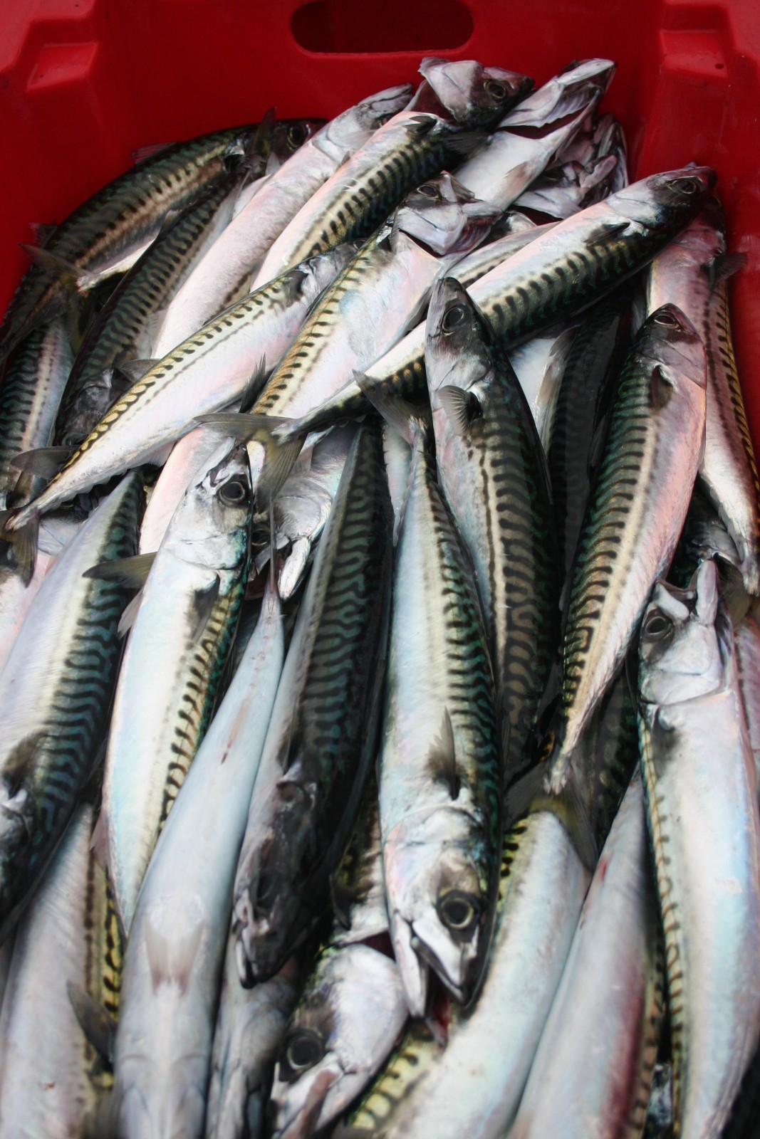 Mackerel