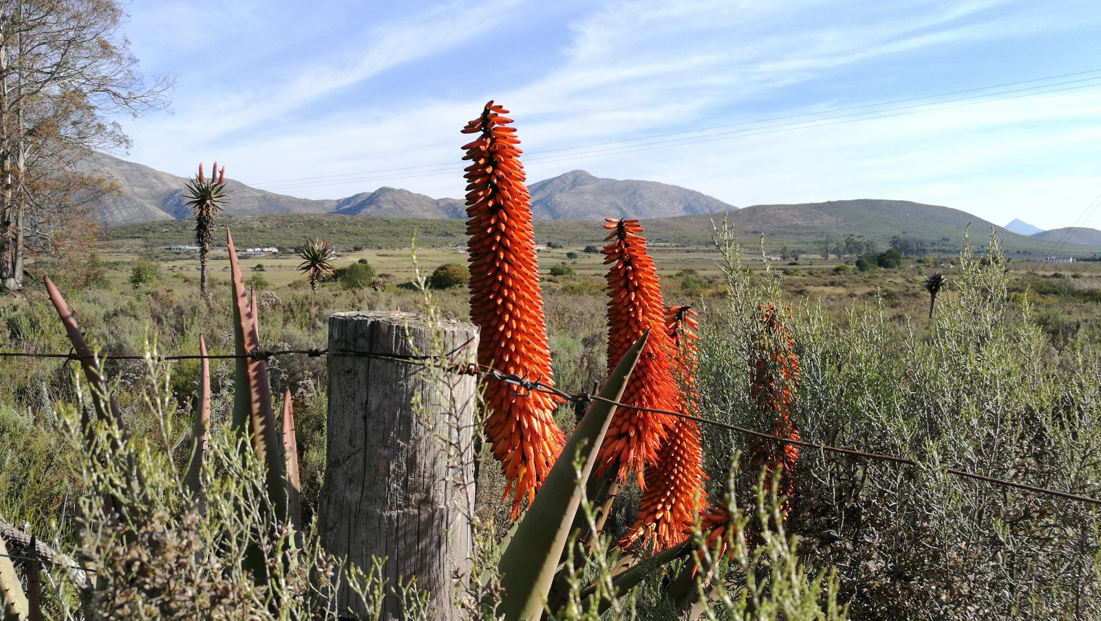 Aloes on the R62