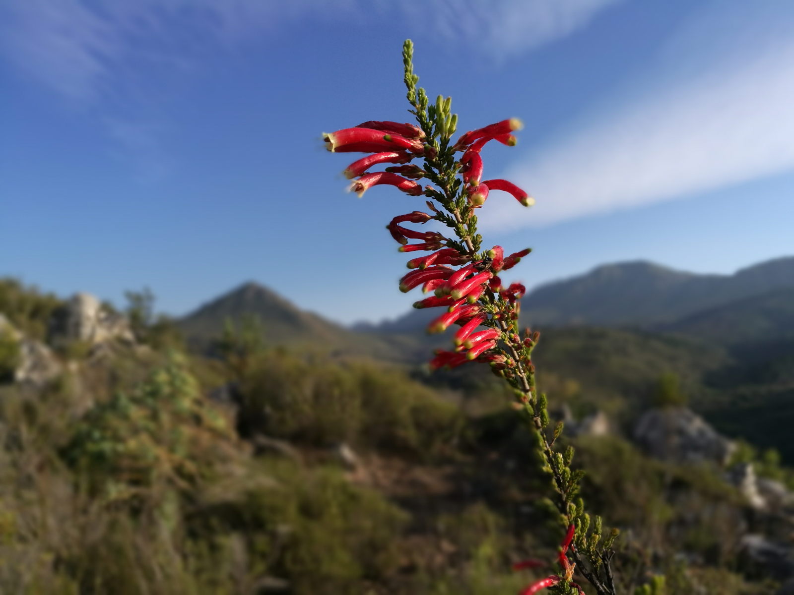 Flowers in the mountains